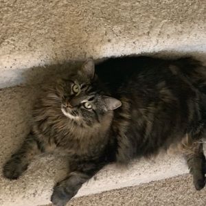 Meet your Posher, Chewy